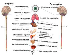 El-sistema-nervioso-parasimpático